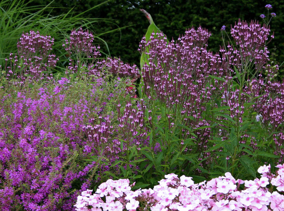 Pink Spires v růžové kompozici Pink Spires v růžové kompozici