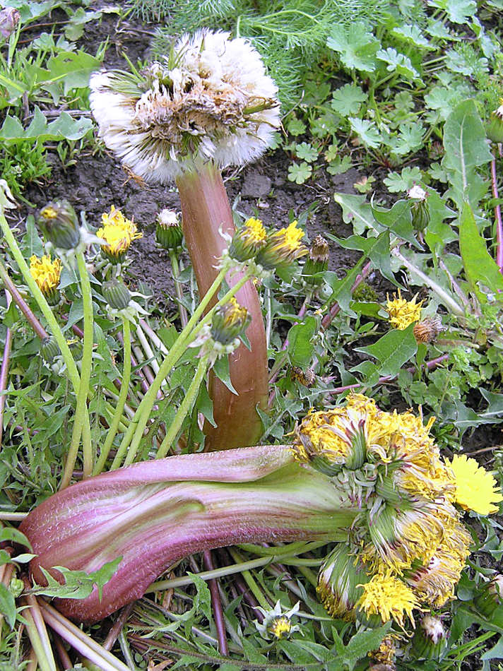 Fasciace pampelišek, Fasciace pampelišek,