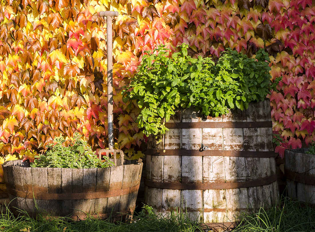 Přísavník na zdi, v kádích máta