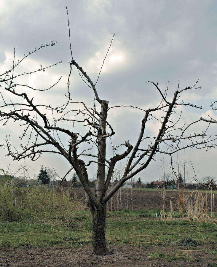 Stejný strom po mírném zmlazení na jaře v roce očekávané velké násady Stejný strom po mírném zmlazení na jaře v roce očekávané velké násady