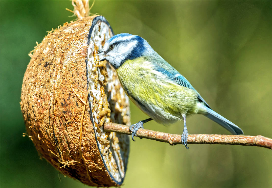 Modřinka hoduje; foto Shutterstock Sýkorka modřinka