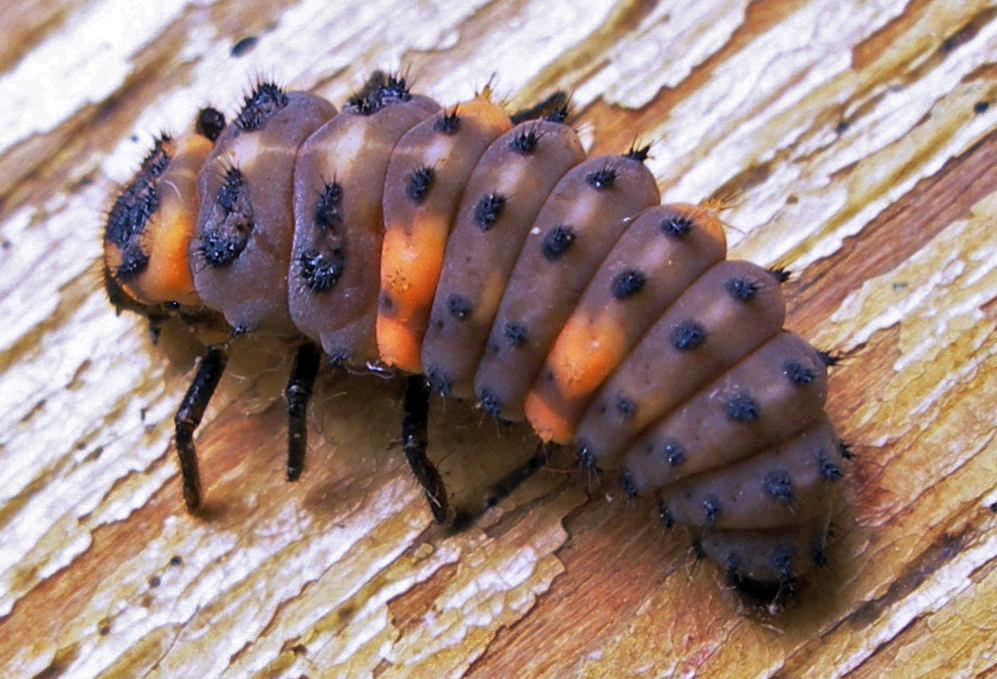 Larva slunéčka sedmitečného Larva slunéčka sedmitečného