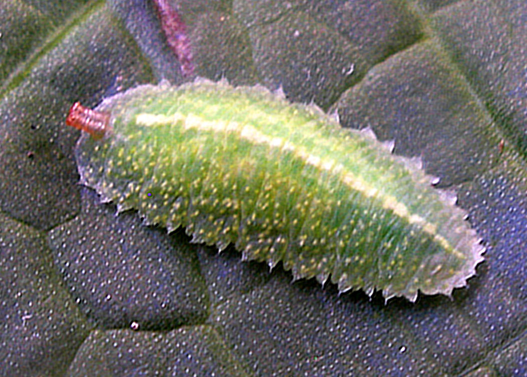 Larva pestřenky Epistrophe nitidicollis Larva pestřenky Epistrophe nitidicollis