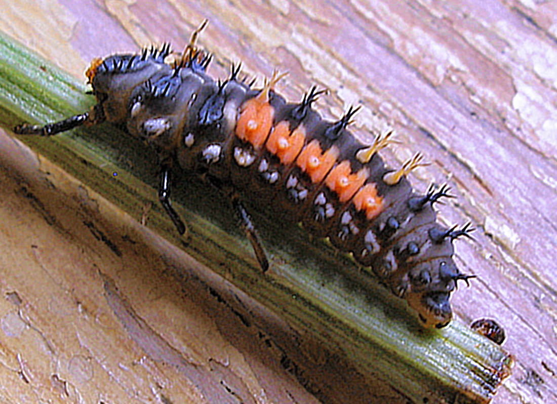 Larva invazního slunéčka Larva invazního slunéčka