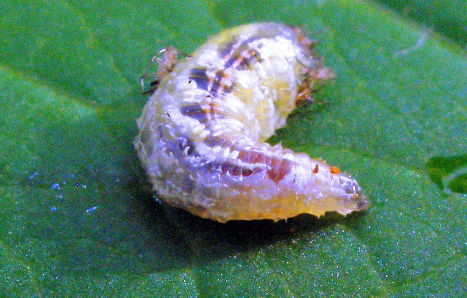 Larva pestřenky rybízové Larva pestřenky rybízové
