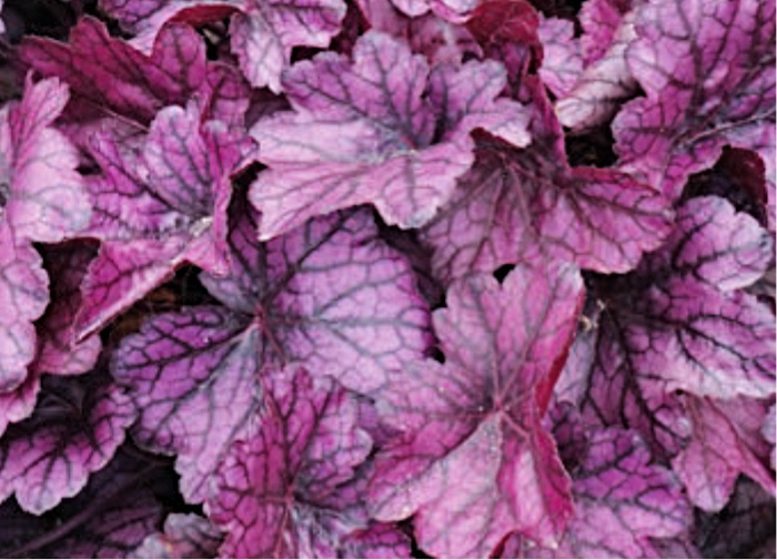 Dlužicha (Heuchera) Silver Gumdrop, foto Petr Hanzelka Dlužicha