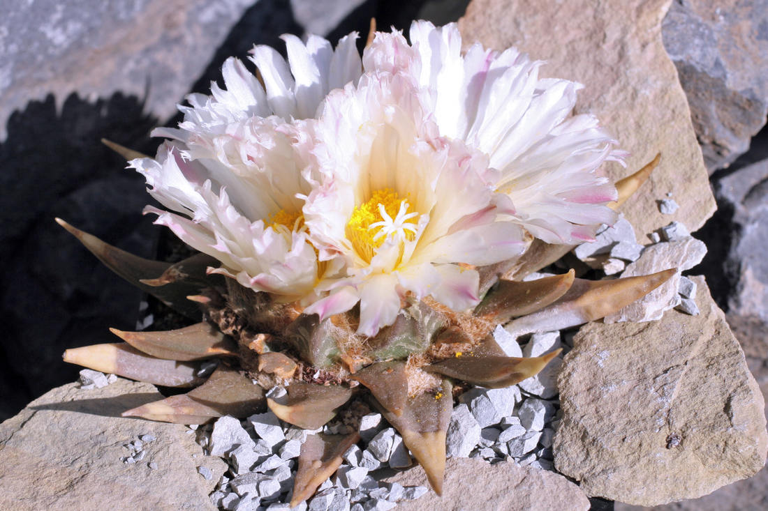 Ariocarpus trigonus