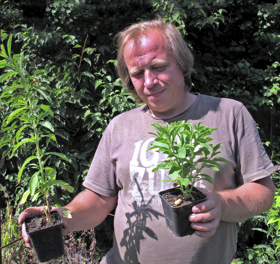 „Když si zahrádkáři vybírají rostliny, zpravidla sáhnou po takové, kterou bych jim nikdy nenabídl. Místo vytažené sazenice s květem bych jim doporučil silnou rozvětvenou rostlinu,“ radí Arnošt Petera. Arnošt Petera