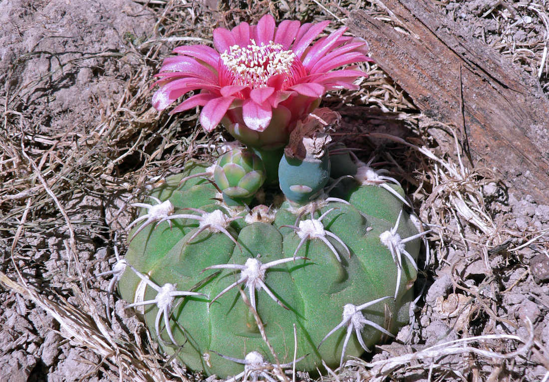 Nádherný růžovočervený květ Gymnocalycium oenanthemum
