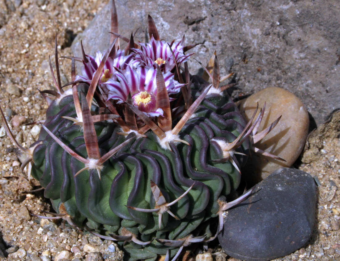Echinofossulocactus pentacanthus