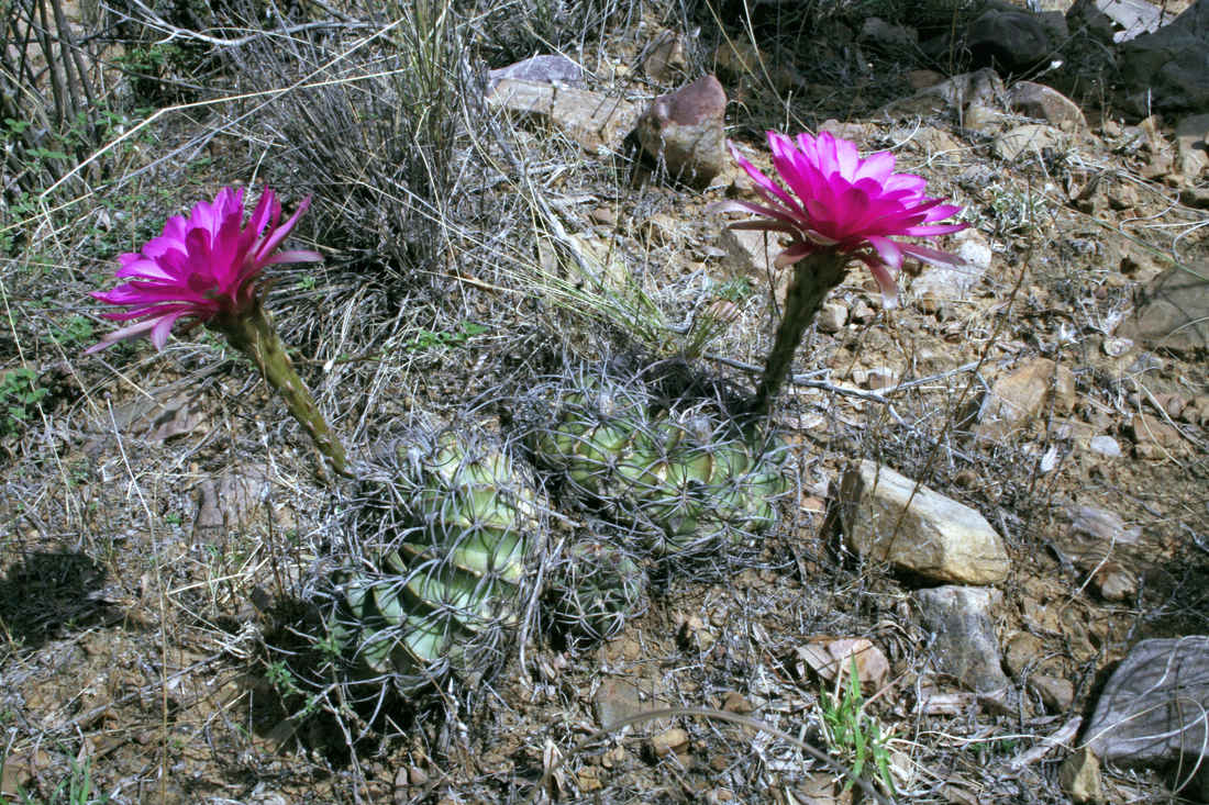 Echinopsis obrepanda