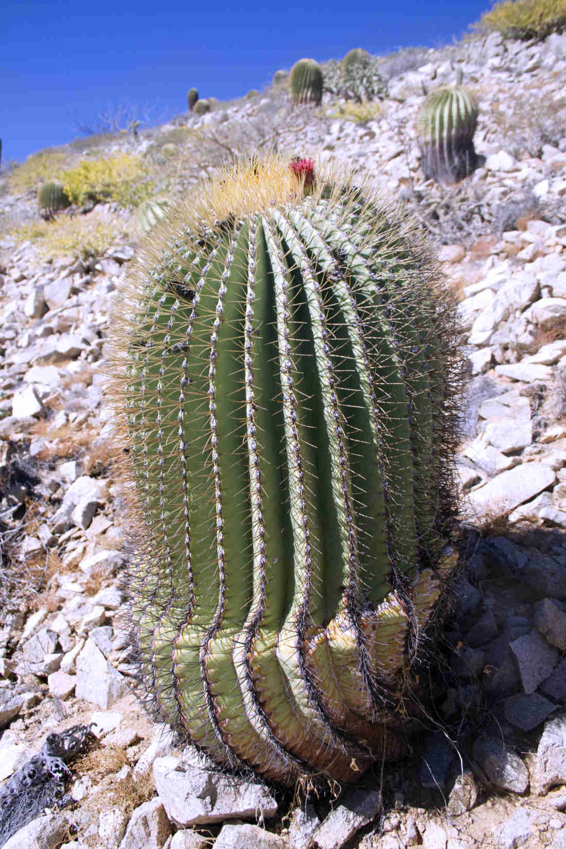 Ferocactus diguetii