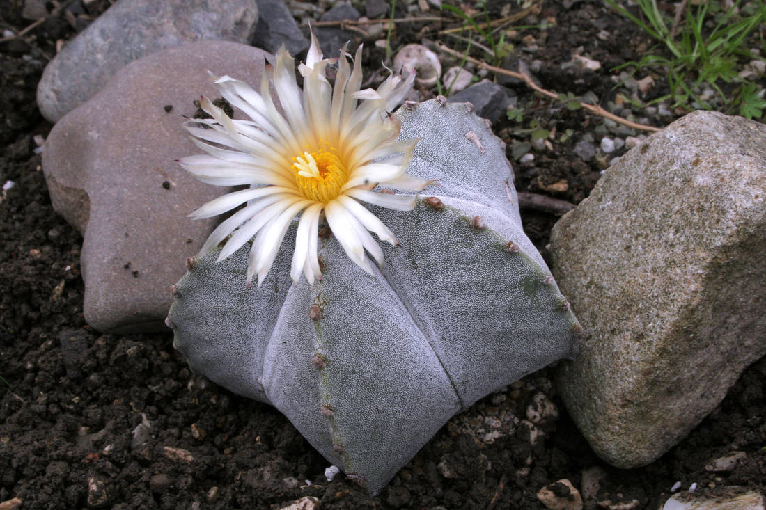 Astrophytum myriostigma