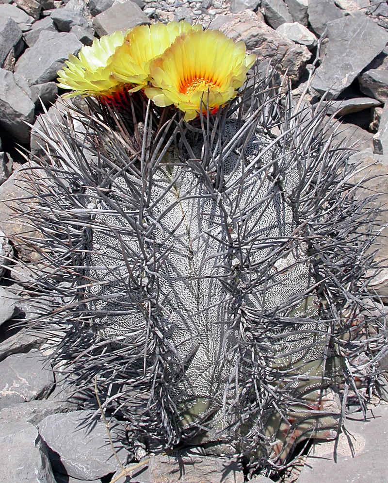 Astrophytum niveum
