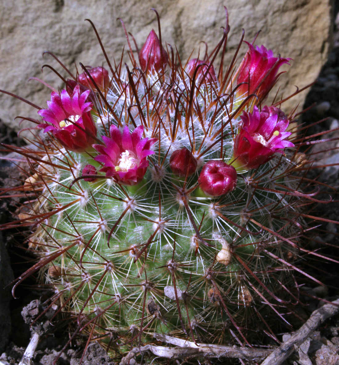 Mammillaria crassior