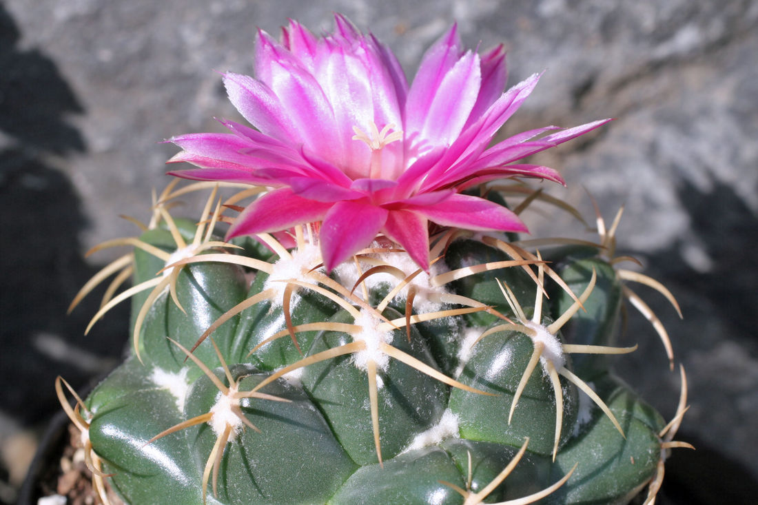 Coryphantha elephantidens
