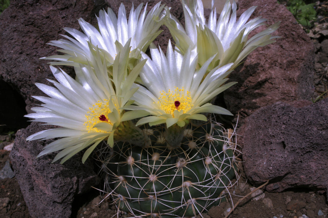 Notocactus crassigibus