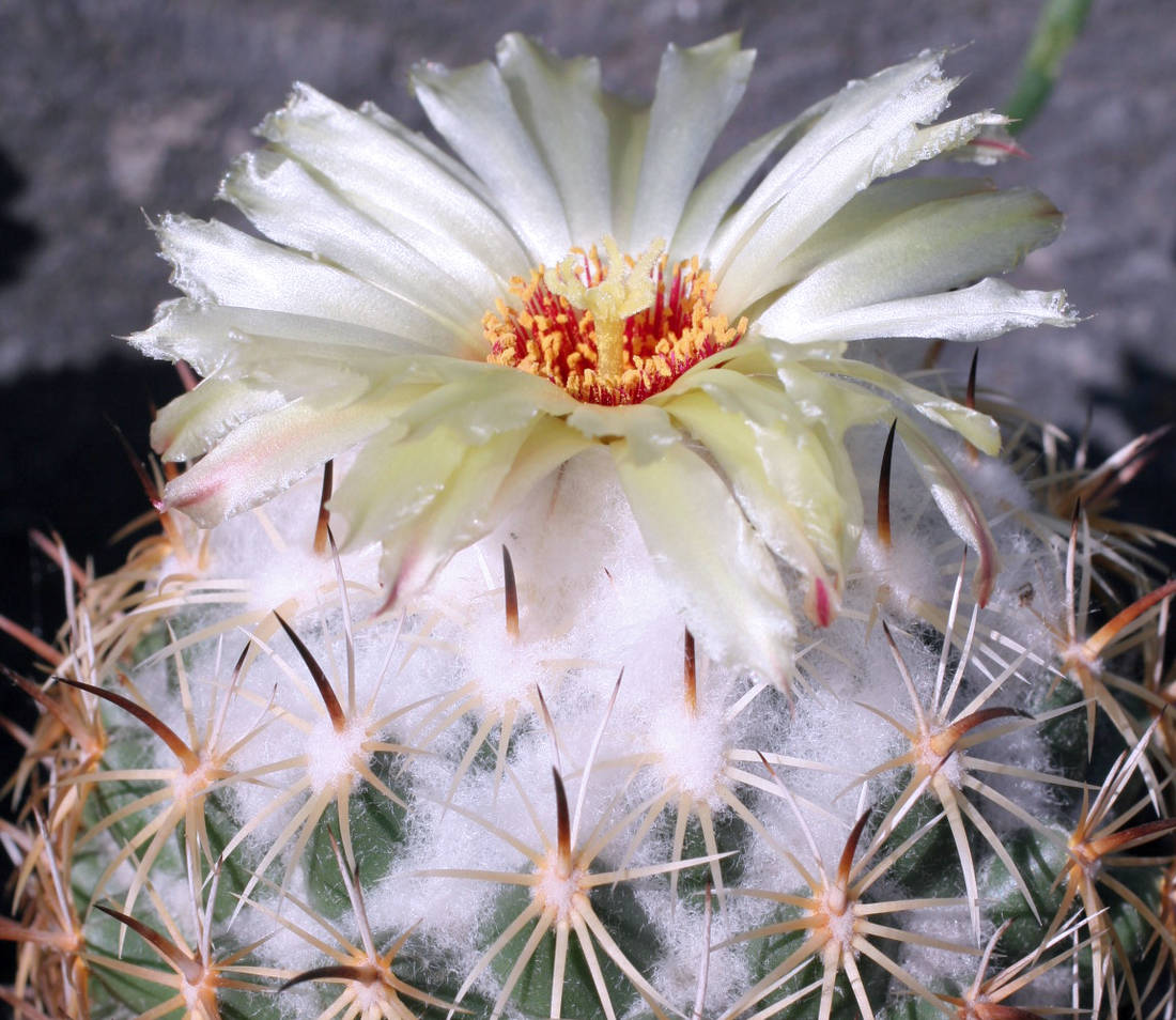 Coryphantha palida