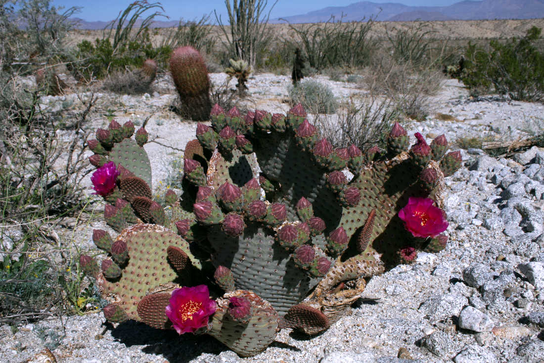 Opuntia basilaris