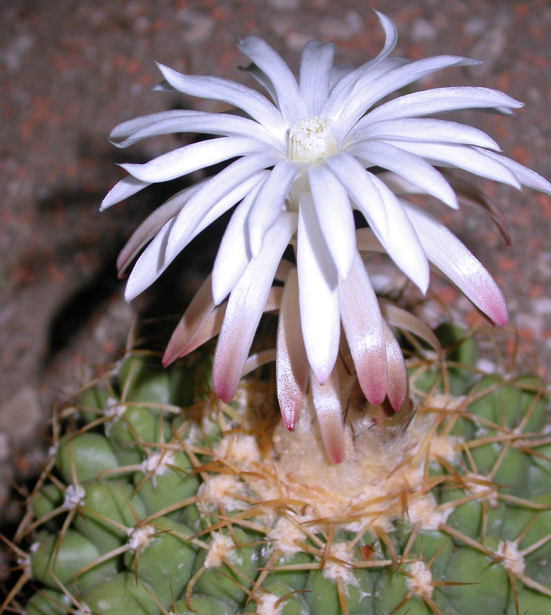 Discocactus mamillosus