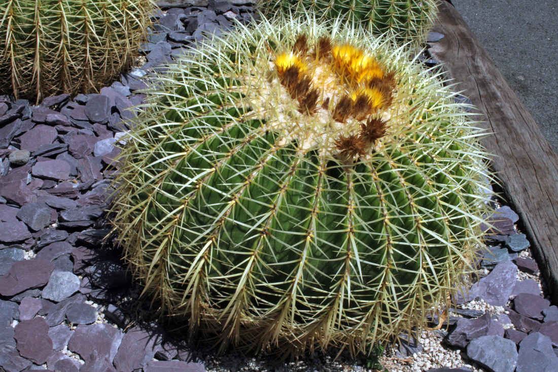 Echinocactus grusonii