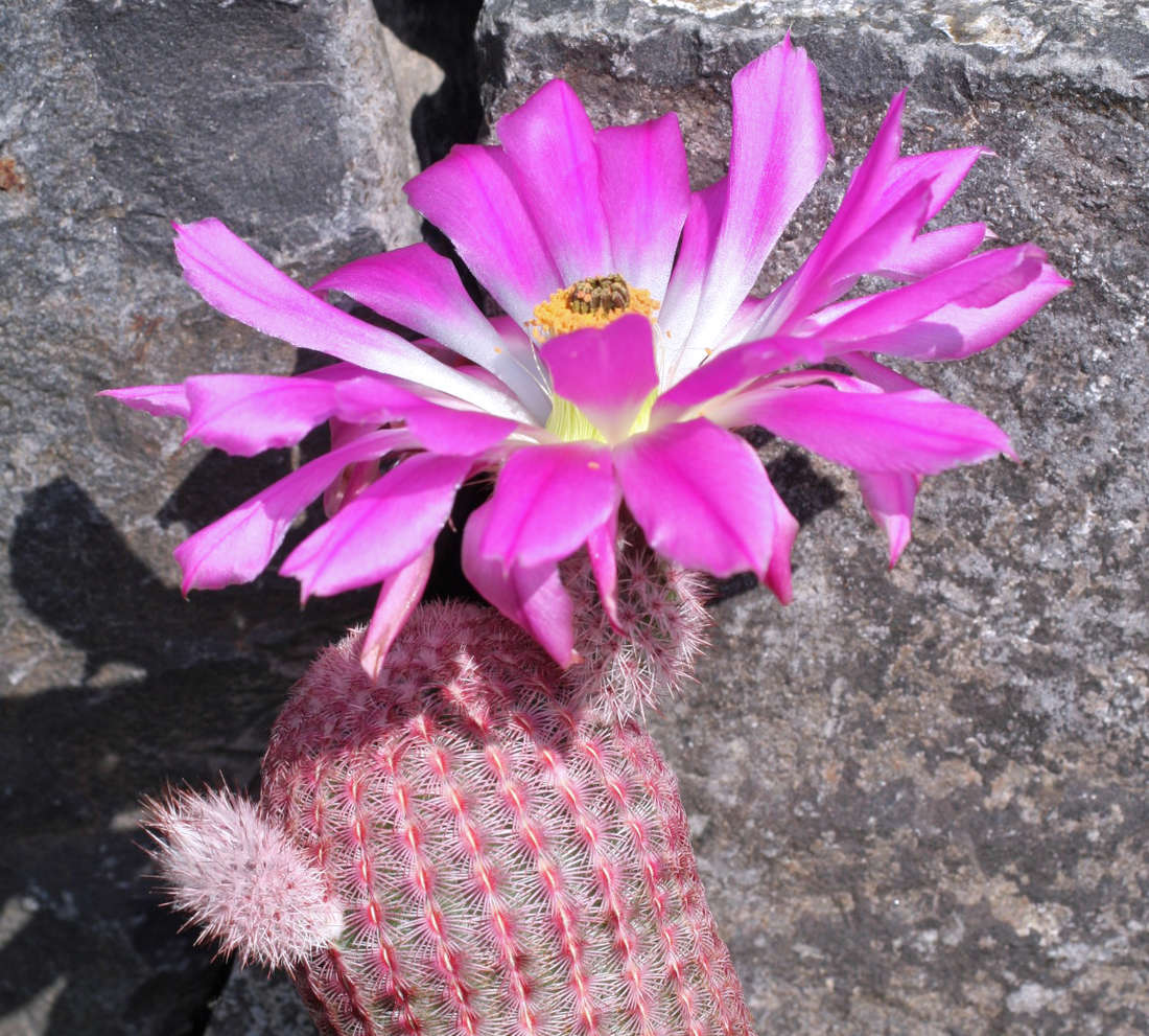 Echinocereus rigidissimmus rubrispinus