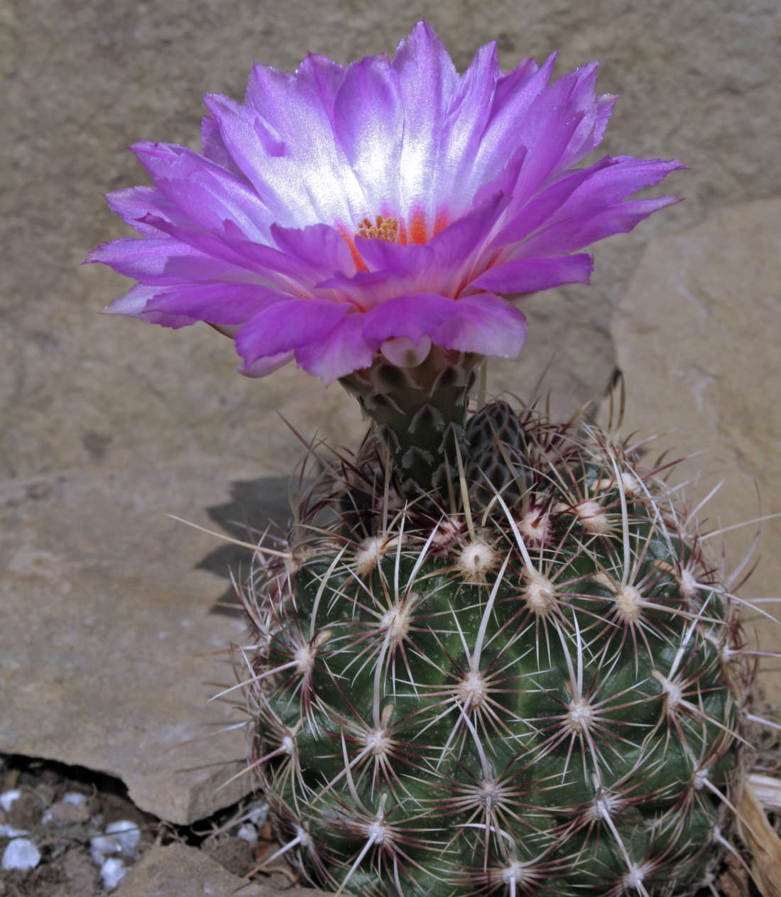 Thelocactus bicolor