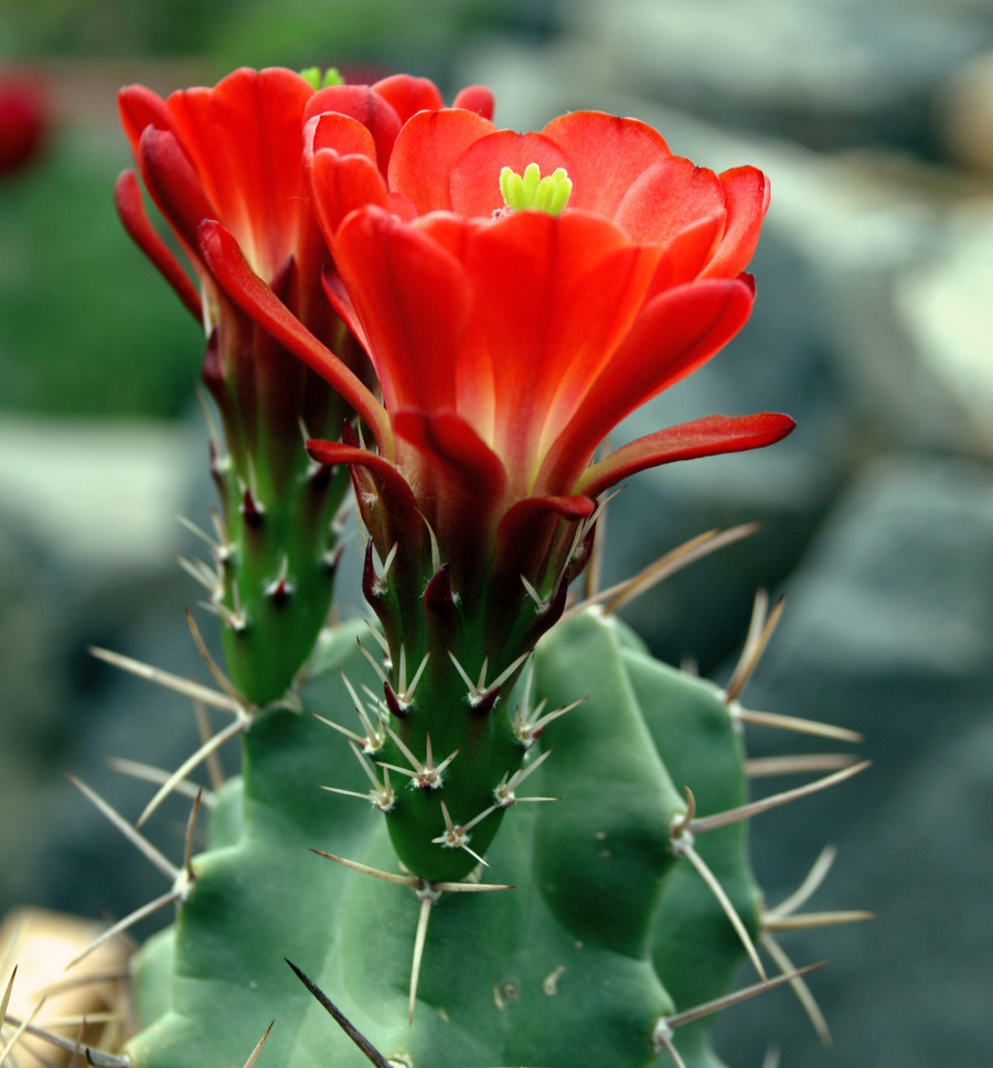 Echinocereus triglochidiatus