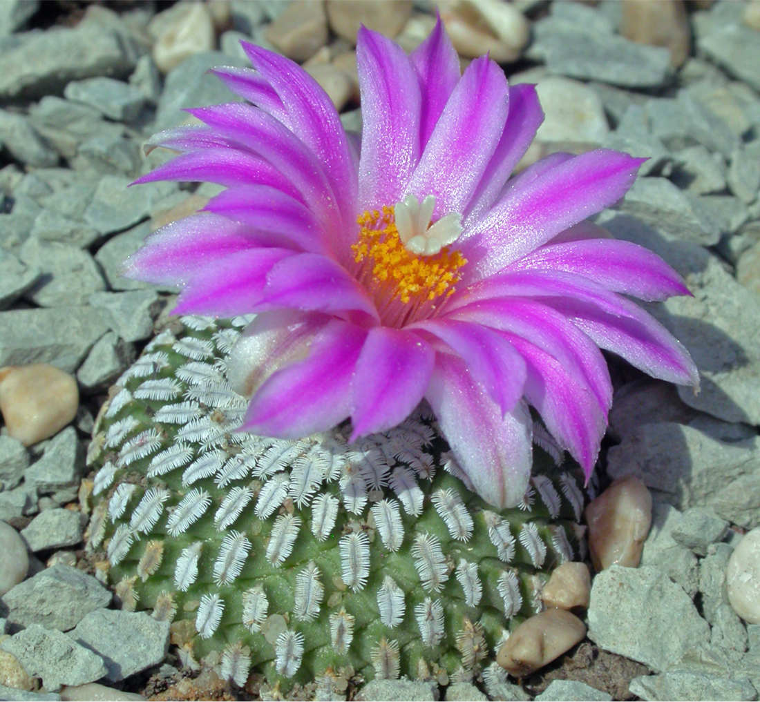 Turbinicarpus pseudopectinatus