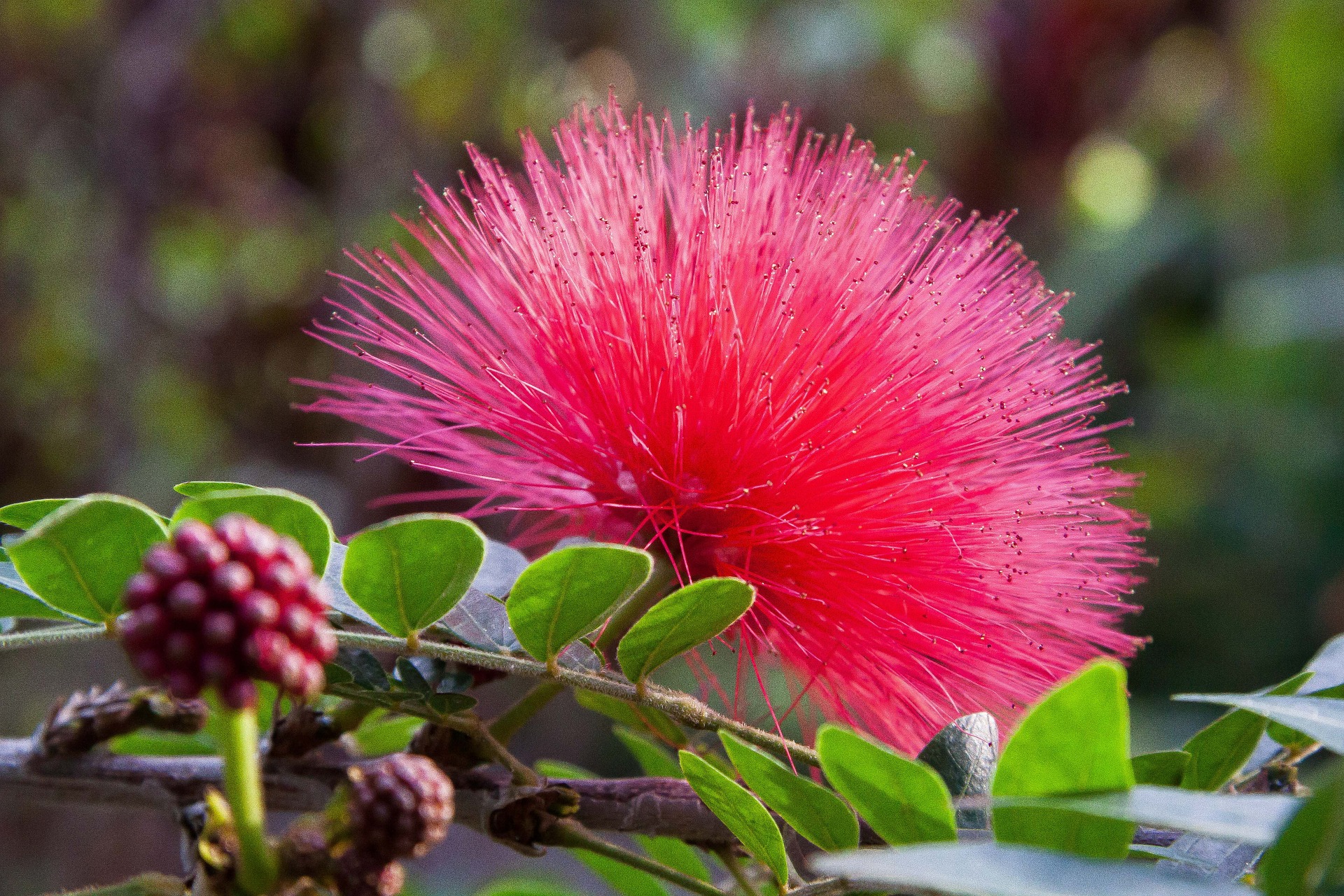Calliandra haematocephala, foto Pixabay Kaliandra