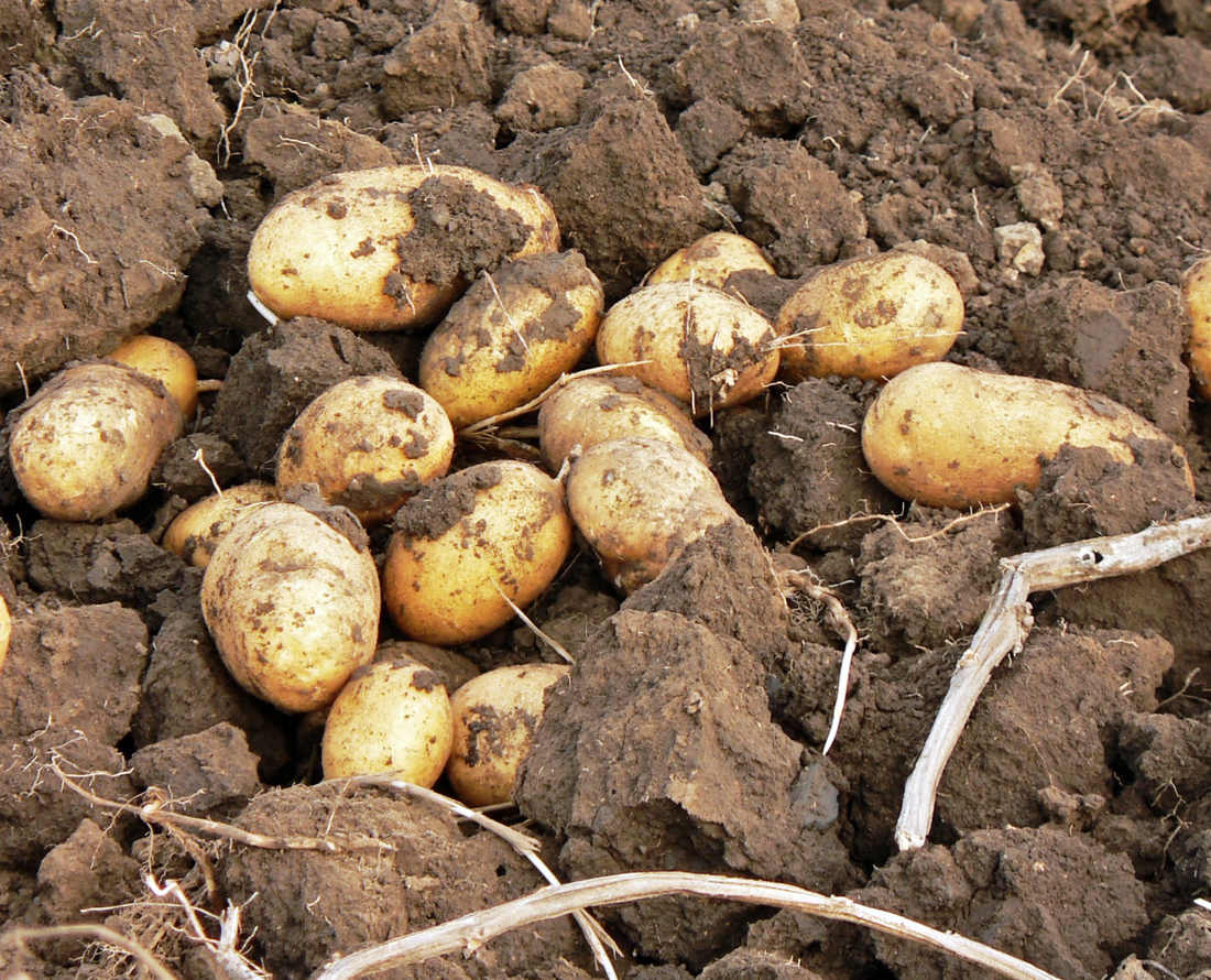 Brambory Brambory