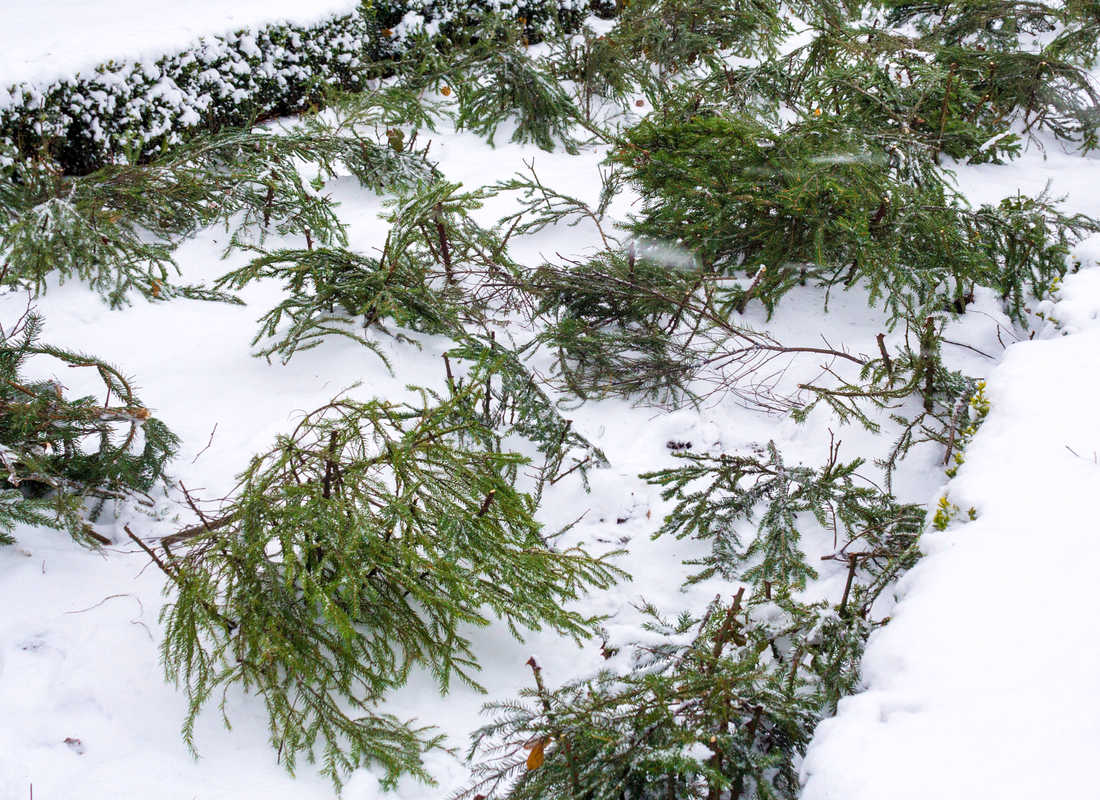 Smrkové chvojí ochrání zimující rostliny před mrazem i ledovým větrem, foto Shutterstock Chvojí chrání rostliny