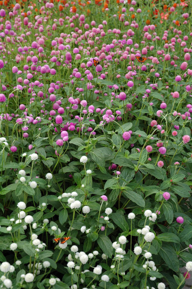 Pestrovka - gomfréna (Gomphrena globosa) Pestrovka - gomfréna (Gomphrena globosa)