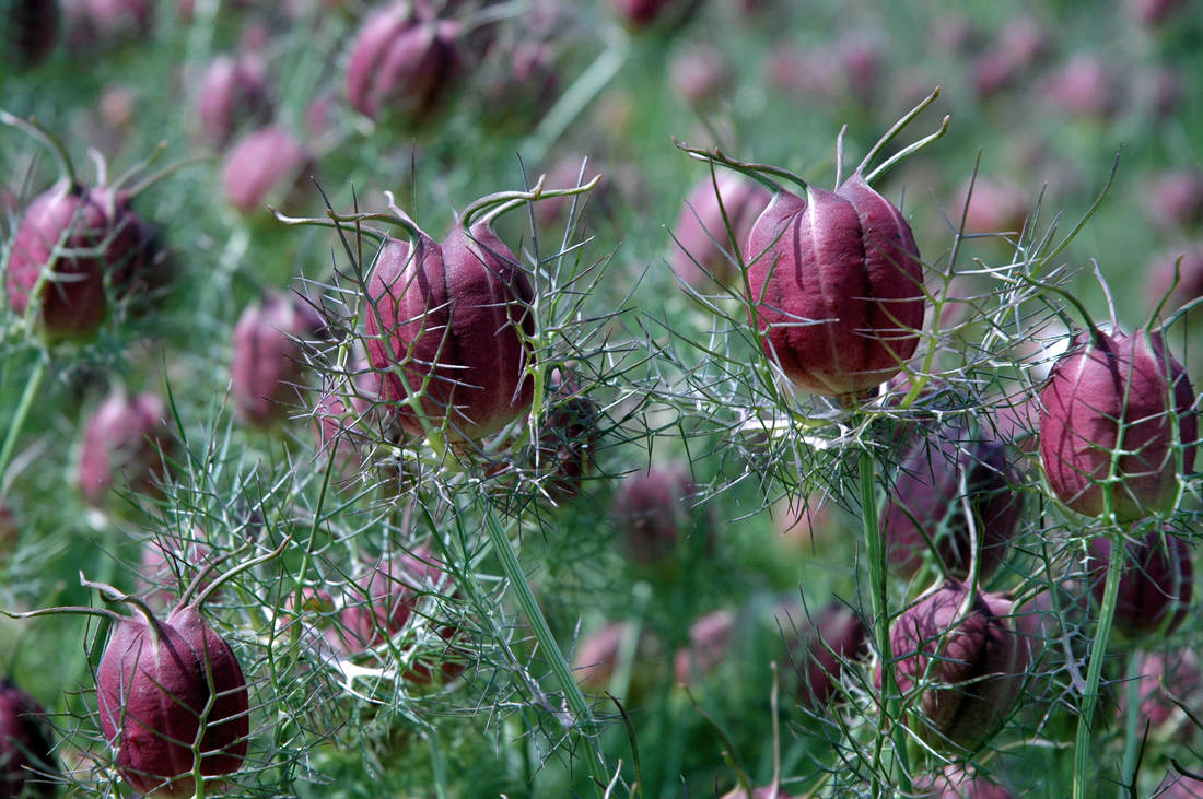 Černucha Cramers Plum Černucha Cramers Plum