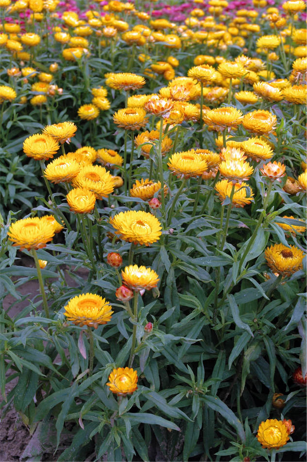 Slaměnka (Helichrysum bracteatum) Bikini Hot Slaměnka (H. bracteatum) Bikini Hot