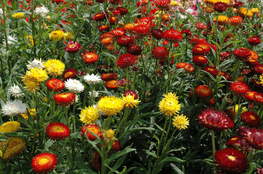Slaměnka (Helichrysum bracteatum) Bikini Hot Slaměnka (Helichrysum bracteatum) Bikini Hot