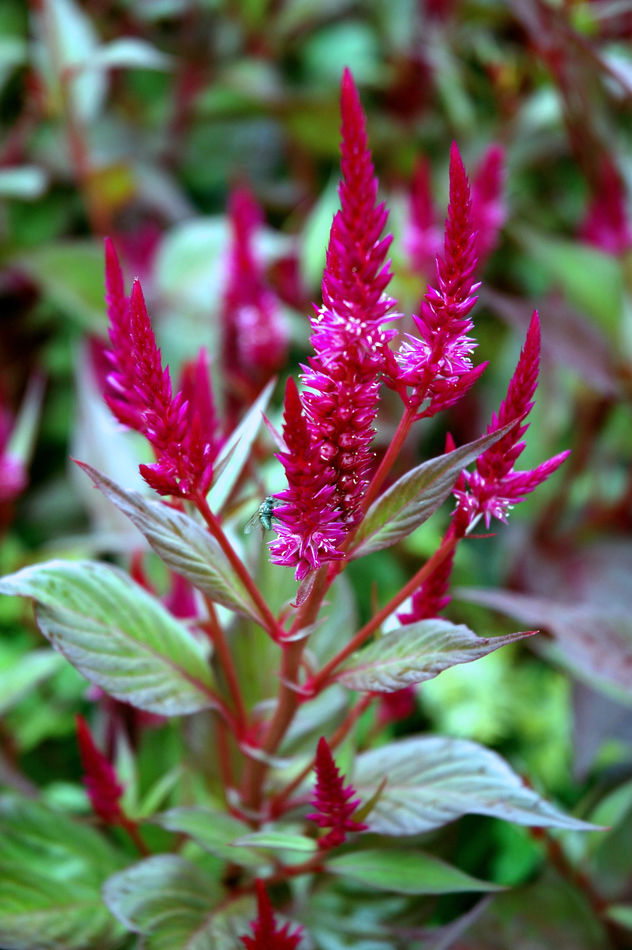 Nevadlec Celosia spicata Nevadlec Celosia spicata