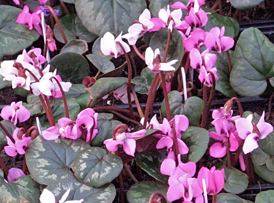 Cyclamen coum; foto J. Krulich Brambořík Cyclamen coum