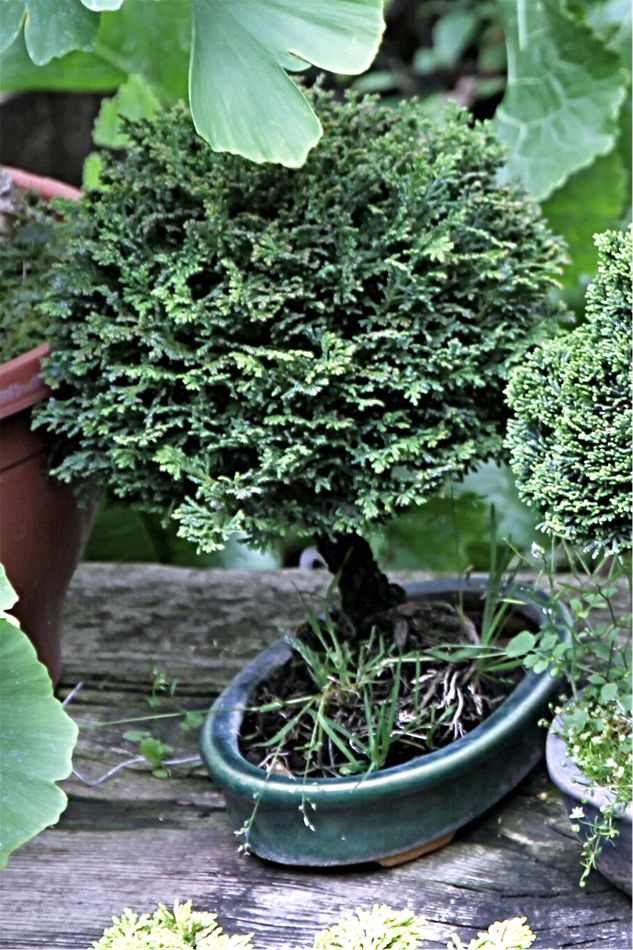 Cypřišek (Chamaecyparis obtusa) Nana Cypřišek (Chamaecyparis obtusa) Nana