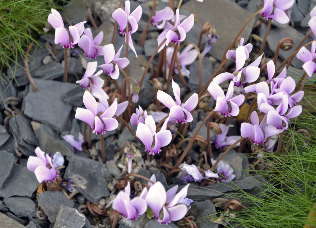 Brambořík břečťanolistý (Cyclamen hederifolium); foto J. Krulich Brambořík Cyclamen hederifolium