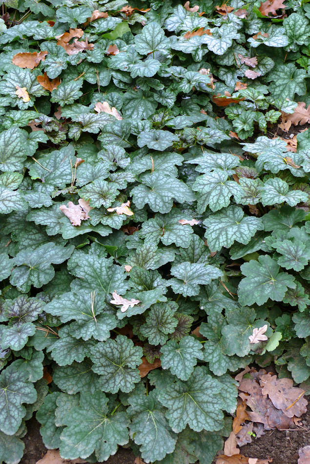 Dlužicha Heuchera americana Dlužicha Heuchera americana