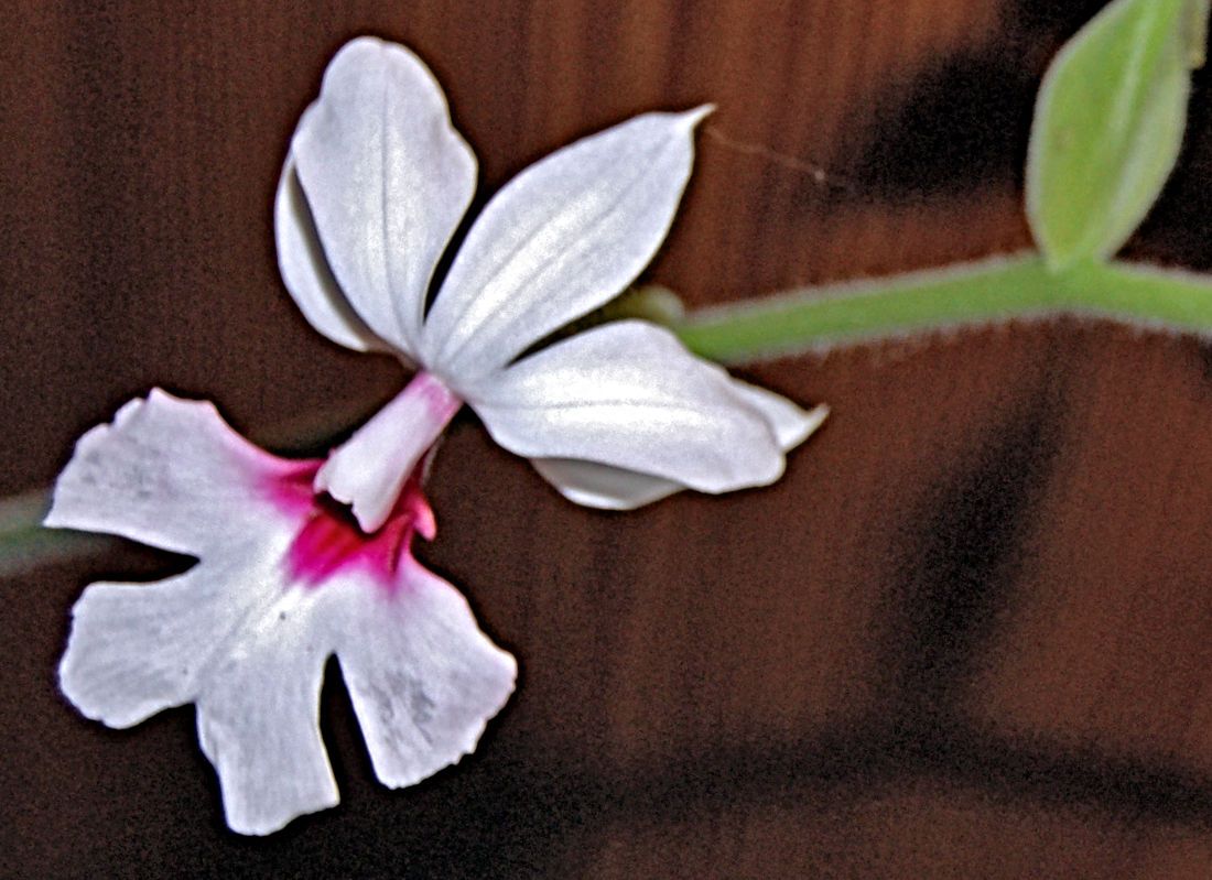 Zimní zemní orchideje pro zpestření pěstitelských zážitků