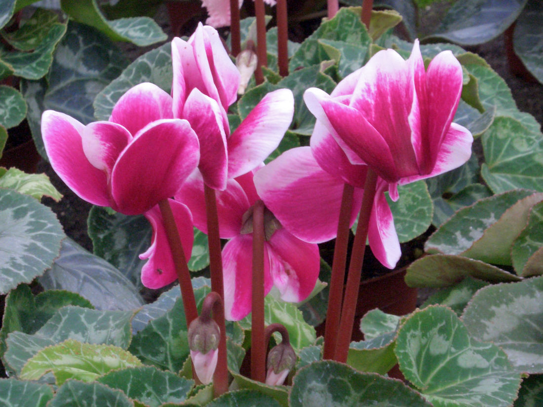 Cyclamen persicum