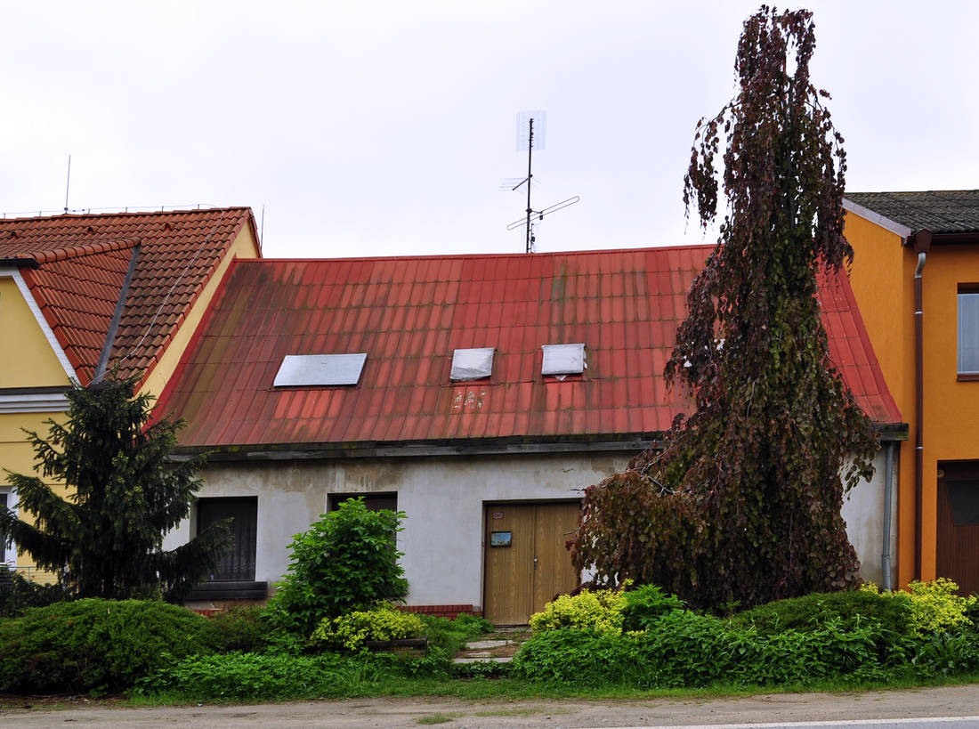 Převislý buk