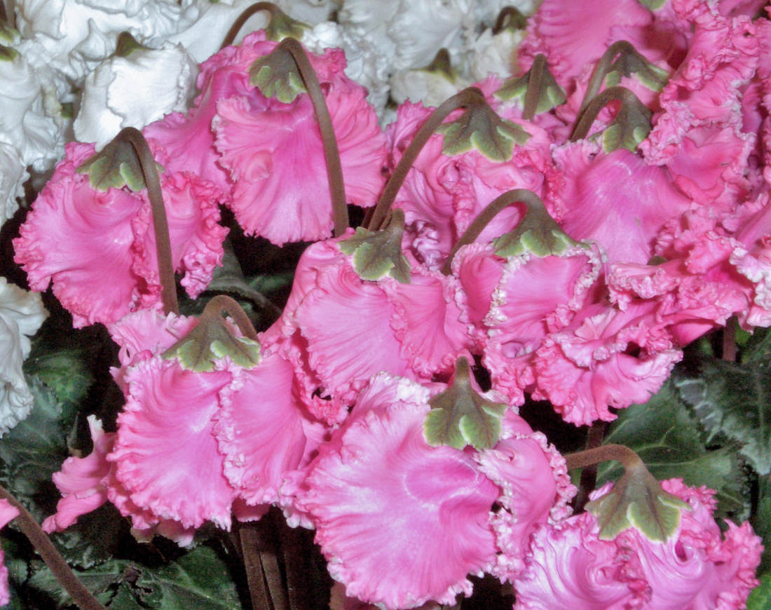 Kultivar bramboříku perského Miniwella bellissima Cyclamen persicum Miniwella bellissima