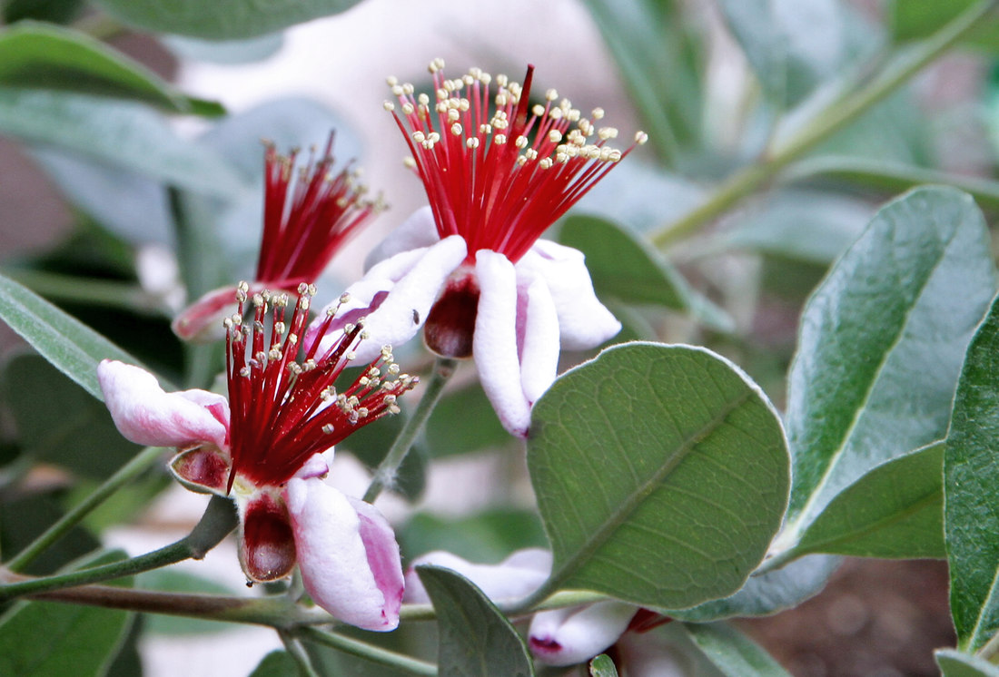 Aka Sellowova (Feijoa sellowiana) roste v nevytápěném skleníku Aka Sellowova