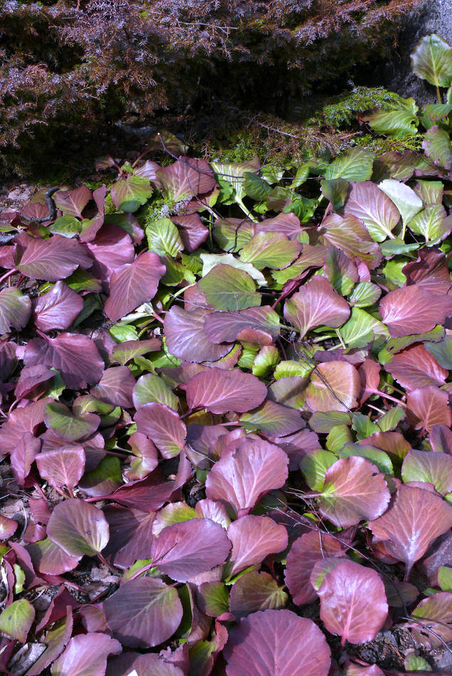 Bergenia cordifolia Bergenia cordifolia