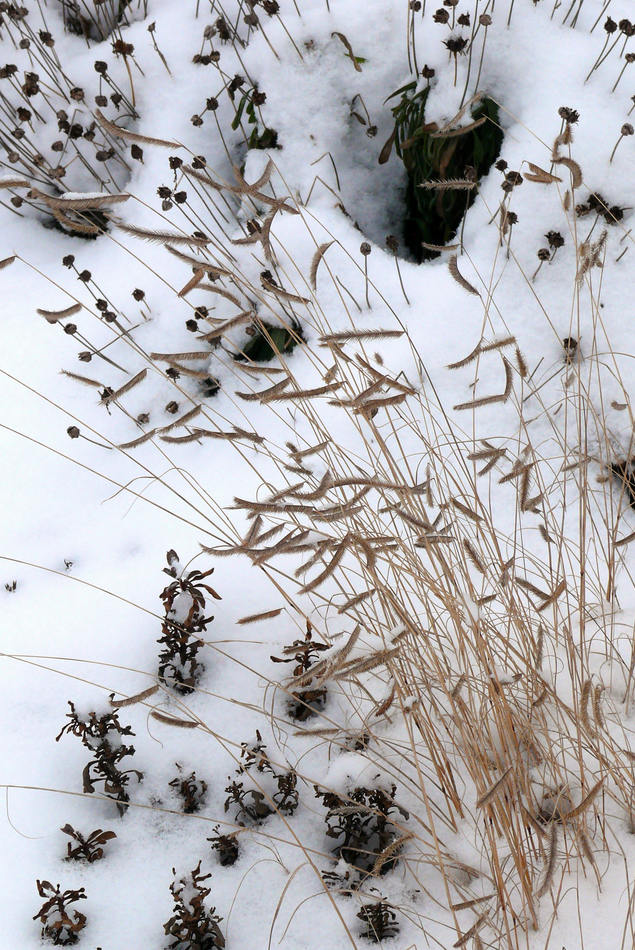 Okrasná tráva Bouteloua gracilis Okrasná tráva Bouteloua gracilis