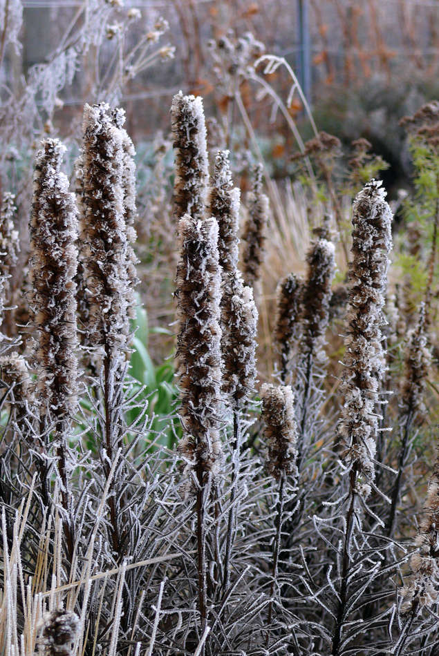 Shorakvět (Liatris spicata) Shorakvět (Liatris spicata)