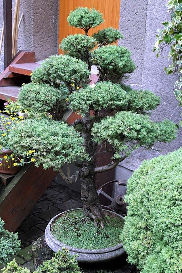 Bonsaj smrku sivého Picea glauca Conica Bonsaj smrku sivého Picea glauca Conica